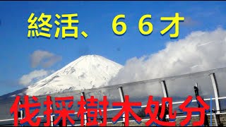 ６６歳の終活　伐採樹木処分　田舎の空き家整理　伊豆下田