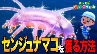 【あつ森】究極激レア生物「センジュナマコ」を獲る方法 ～Sea Pig ～【あつまれ どうぶつの森】