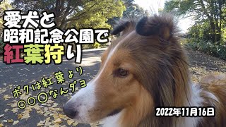 愛犬と昭和記念公園で紅葉狩り　2022年11月16日