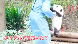 まさか😮子パンダは飼育員さんが地上で勝手に拾いたか⁉️ | iPanda パンダ楽園 #shorts