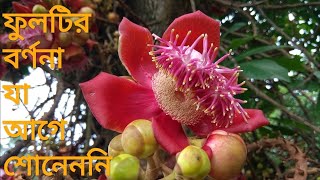 নাগ্ কেশর/ নাগ্ চম্পা/ নাগলিঙ্গ ফুলের অসম্ভব সুন্দর বর্ণনা  Nagkesar/Nag Champa/ Nagalingam Flower.