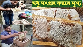 বর্ষাকালে মধু সংগ্রহের সঠিক সময়|Honey collection scene|বুরুট চেম্বার থেকে কতটুকু  সংগ্রহ করা যাবে |