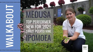 PVG Walkabout Garden Tour UPDATE: TOP PERFORMER for 2021:  MEDUSA Ipomoea (SweetPotato)