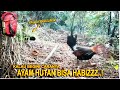 Attract Junglefowl