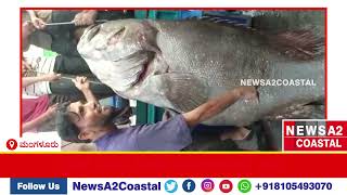 ಮಂಗಳೂರು: ಮಂಗಳೂರಿನಲ್ಲಿ ಗಾಳಕ್ಕೆ ಸಿಲುಕಿದ ಬೃಹತ್ ಗಾತ್ರದ ಮುರು ಮೀನು | ಮೀನುಪ್ರಿಯರ ನೆಚ್ಚಿನ ಆಯ್ಕೆ ಮುರು ಮೀನು |