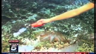 KCTV 5 Story | SEA LIFE Kansas City Aquarium | Cyanide Initiative