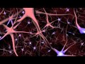 Neurons and What They Do ~ An Animated Guide Neurons and What They Do ~ An Animated Guide