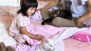 3歳児と会話する神猫さん2　【ヒメちゃんと猫さんはお友達】