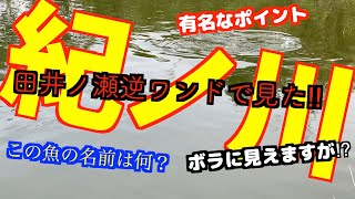 【紀ノ川　バス釣り】田井ノ瀬逆ワンドに有り得ない魚が泳いで居ました。