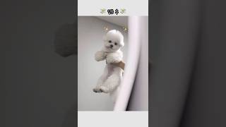 여자의 변신은 유죄 #shorts #shortsvideo #강아지 #강아지브이로그 #강아지일상 #cute #bichonfrise