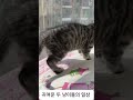 서로 사이좋은 냥이