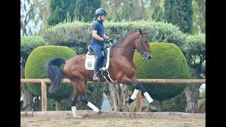 AMAZING COLT FOR DRESSAGE - ACTIVO DE SUSAETA