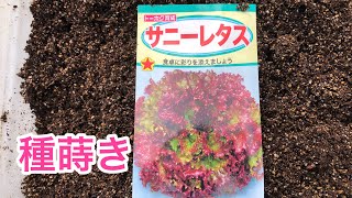 サニーレタスの種を蒔こう