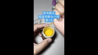 第2天~移壳孵化，鸭蛋壳里孵化小鸡