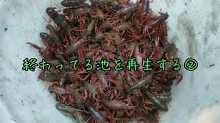 終わってる池を再生する②ザリガニ駆除始めました