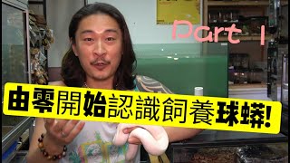 《香港爬道》 由零開始認識飼養球蟒! part1