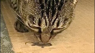 ヤモリと遊びたい猫VS逃がしたい私