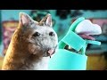 HOW TO: Build an Animal Puppet - DIY Tutorial HOW TO: Build an Animal Puppet - DIY Tutorial