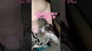 怪我がほぼ治った😸血液をサラサラにしたいからめかぶ納豆を食べてみた #cat