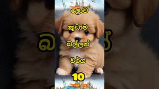 ලොව කුඩාම බල්ලන් වර්ග 10 😀#top10 #shots #trending #viralshort #smalldog #dogs#smallestdog