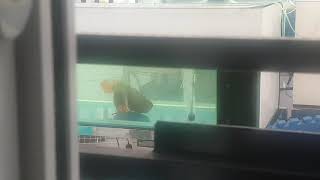 Super Red Arowana Courtship