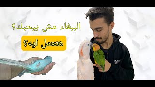 علامات تدل علي ان الببغاء الاليف يحبك