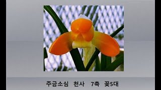 2022년 11월 23일 aT경매품 미리보기