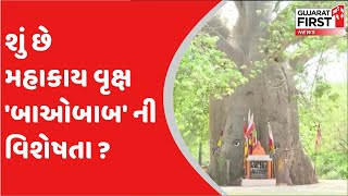 Vadodara : શું છે મહાકાય વૃક્ષ 'બાઓબાબ' ની વિશેષતા ? | Gujarat First