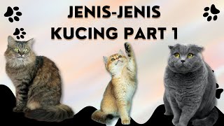 Jenis Jenis Kucing Lucu | Abyasinian | American Shorthair | Anggora | Balinese | Birman