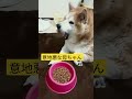 母ちゃんの意地悪 shorts 犬 柴犬 dog ご飯