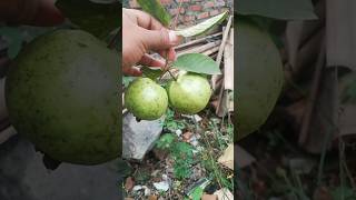 Nemu Jambu di Halaman Rumaha Tetangga #buahbuahan #jambumutiara #jambu #jambubatu