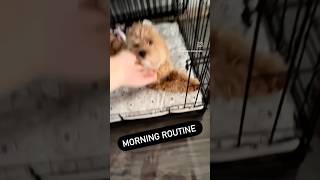 Maltipoo morning routine - old video ; potty training #dog #maltipoo #cratetraining