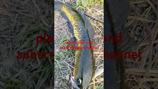 ab lagatar Seura machhali mil raha hai #fishing #shorts #viralvideos #trending #machrali #fish