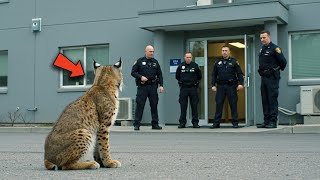 Bobcat Keeps Scratching At Police Station Door, When Officers Follow Him They Start CRYING!