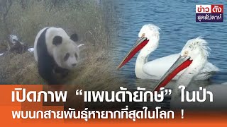 เปิดภาพ “แพนด้ายักษ์” ในป่า พบนกสายพันธุ์หายากที่สุดในโลก ! | ข่าวดัง สุดสัปดาห์ 6-4-2567