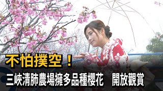 不怕撲空！三峽清肺農場擁多品種櫻花 開放觀賞－民視新聞