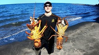 Freediving for MASSIVE Packhorse Lobsters