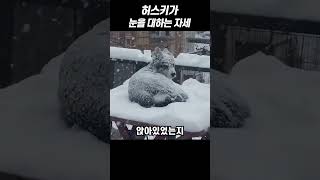 허스키가 눈을 대하는 자세