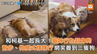 和柯基一起長大！貓妹行為超像狗 散步、狗爬式樣樣行 網笑:養到三隻狗