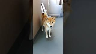 〔柴犬小太尾〕ベランダにて