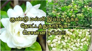 ரோஸ் மல்லி | 10 அடுக்கு குண்டு மல்லி | 10 Petal Jasmine Flower Growing Tips| ANBARASI KITCHEN.