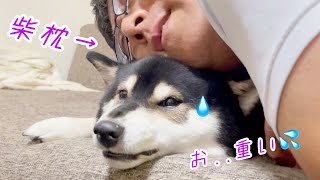 人間をダメにする柴枕？！おとーさんの愛情が重すぎた柴犬