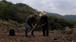 湖北麻城山村，77岁大叔挖红薯翻地，阿南二话不说撸起袖子就帮忙