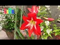 amaryllis lily in bengali অ্যমারিলিস লিলি বাল্ব থেকে তৈরী ও সম্পূর্ণ পরিচর্যা।