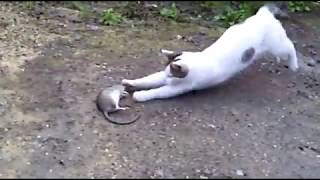 Tom and Jerry Real Life　[1]