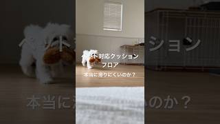 ペット対応のクッションフロアで犬の足は守れるのか？#shorts #short #dog #犬#いぬ#クッションフロア #ペット対応クッションフロア