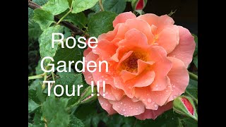 ZONE 5 ROSE GARDEN TOUR !!! OSO EASY PINK CUPCAKE, SUNNY KNOCK OUT, WESTERLAND, ROYAL GOLD CLIMBING