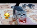 Too cute cat family 🤪 Daddy and mommy cat are so funny 😍