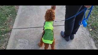 Pippa advanced intro to AD training - along Gunning main street, passed school etc