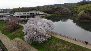 2022年春　上空からの幾坂池一本桜    #天理市　#幾坂池の一本桜　#なら歴史芸術文化村